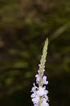 Narrowleaf vervain